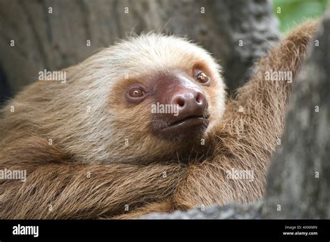 Hoffmann s two toed Sloth Choloepus hoffmanni Stock Photo - Alamy