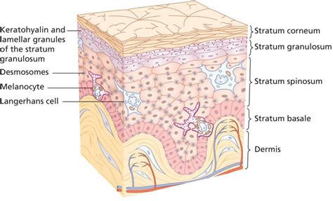 1 Epidermal Barrier Plastic Surgery Key