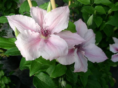 Shop A Selection Of Pink Clematis Flowers