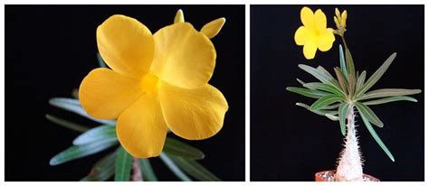 Пахиподиум: фото, уход в домашних условиях, мадагаскарская пальма ...