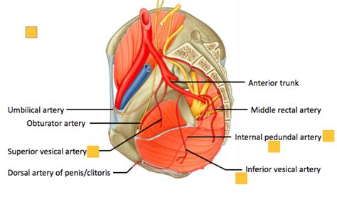 Internal Iliac Artery Ii Diagram Quizlet