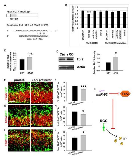 Microrna Cluster Mir Regulates Neural Stem Cell Expansion And