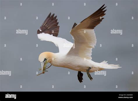 An Adult Northern Gannet Morus Bassanus In Flight Carrying Nest