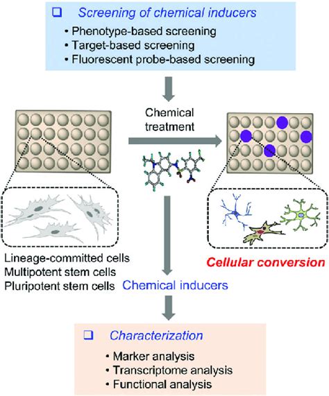 Screening Of Chemicals That Induce The Cellular Conversion