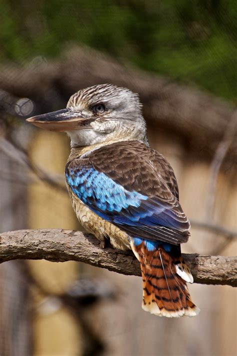 300 Best Names For Kookaburra Name Generator And Ideas Fluentslang