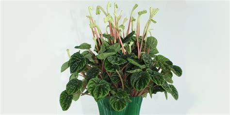 Peperomia Caperata características y cuidados Jardinus