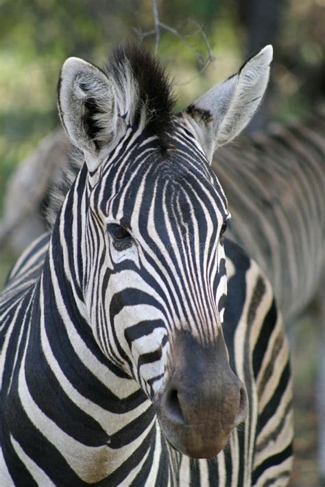 Burchells Zebra Foal with Mother Stock Image - Image of foal, large ...