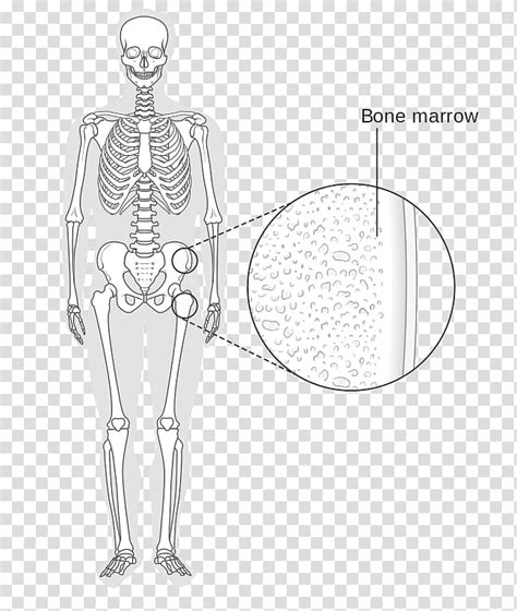 Bone Marrow Human Skeleton Wikimedia Commons Bone Marrow Transparent