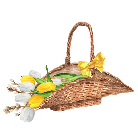 Hand Drawn Watercolor Illustration Wicker Basket With White And Yellow Tulips And Pussy Willow