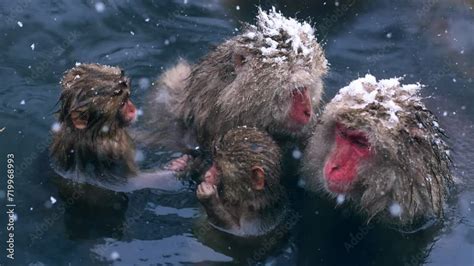 Snow Monkeys Bathing In A Hot Spring In Japan In Winter Wildlife In Japan Tourist Spot In