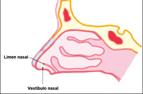 Vestíbulo Nasal: Anatomía, Características Clínicas y Estenosis Iatrogénica