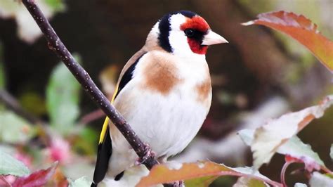 Goldfinch Bird Sounds Spectacular Night Goldfinch Bird Song YouTube