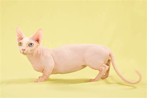 18 Facts About Munchkin Cats Cat World