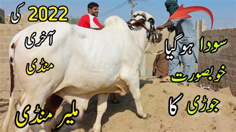 Malir Mandi Karachi Cattle Rates Update 27 December 2022 Cow Mandi