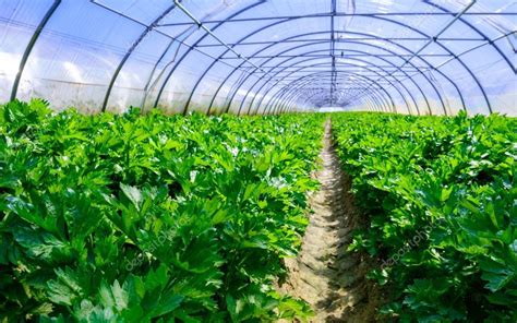 Growing vegetables in a greenhouse — Stock Photo © Pixinooo #26436821