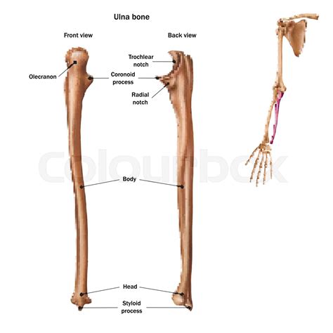 The structure of the ulna bone with the name and description of all ...