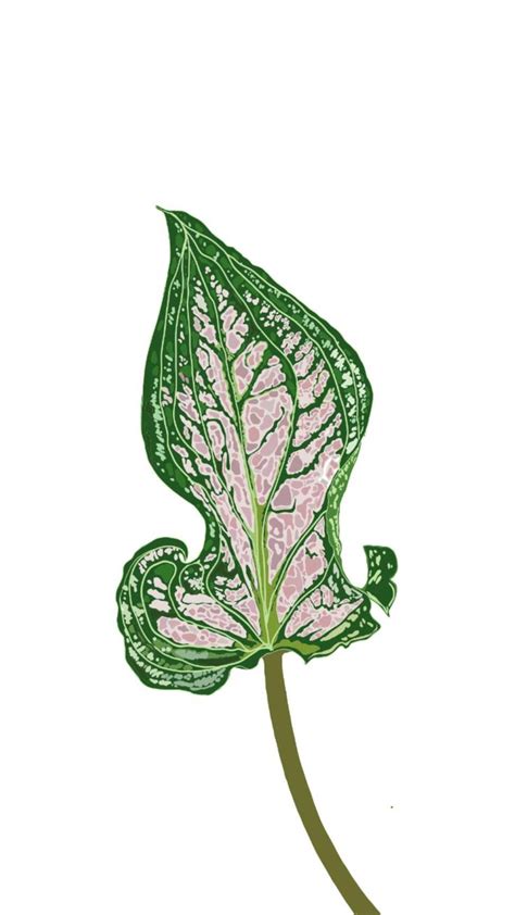 Leaf Illustration In Adobe Fresco