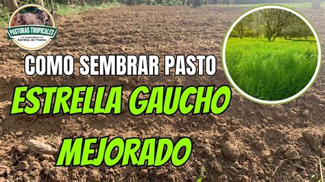 C Mo Sembrar Pasto Estrella Gaucho Mejorado Ganaderiacolombiana