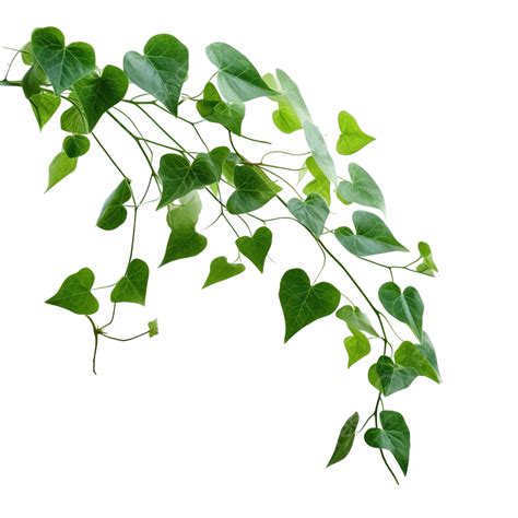 png png pngtree