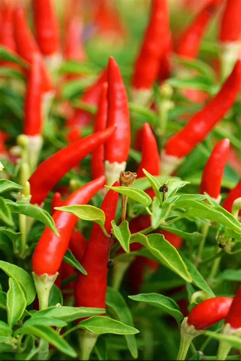 Types Of Hot Peppers