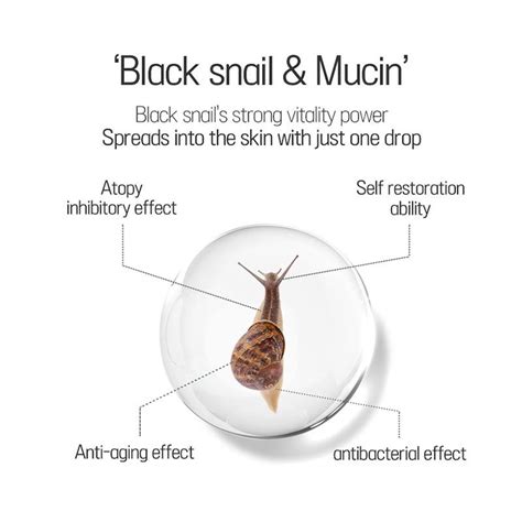 EYENLIP BLACK SNAIL AMINO 14 AMPOULE | K-Beauty Connect