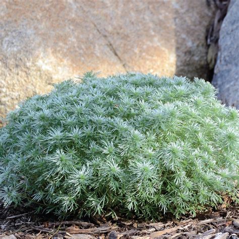 Silver Mound' Artemisia – Jardineries Botanix