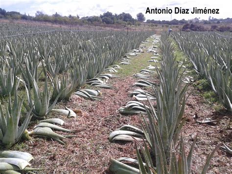 Se Pueden Cortar Las Puntas Marrones Del Aloe Vera 12