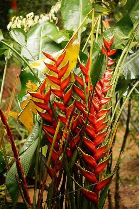 Heliconia Blumenanbau Photos, Download The BEST Free Heliconia