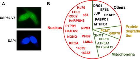 Ubiquitin Specific Protease Usp Is Localized In The Nuclei And