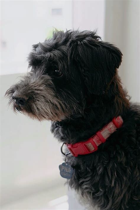 how much does it cost to chip your pet
