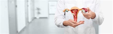 Anatomical Vagina Model Images Stock Photos D Objects Vectors