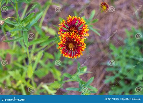 Blanket Flowers Gaillardia Pulchella Lorenziana Double Gazania