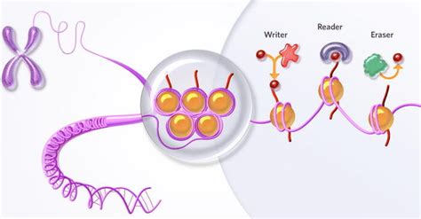Three classes of epigenetic regulators. Writers add chemical ...