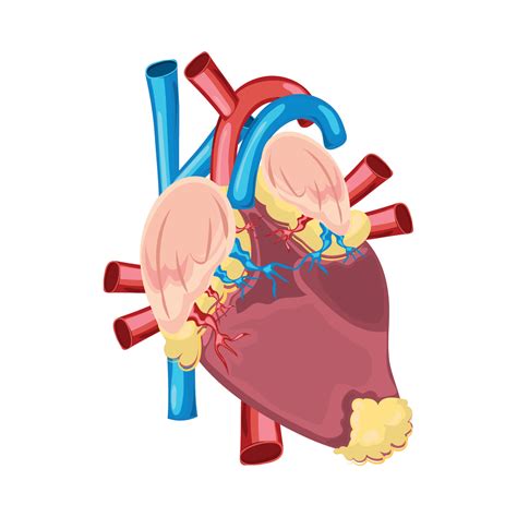Human Heart Unlabeled