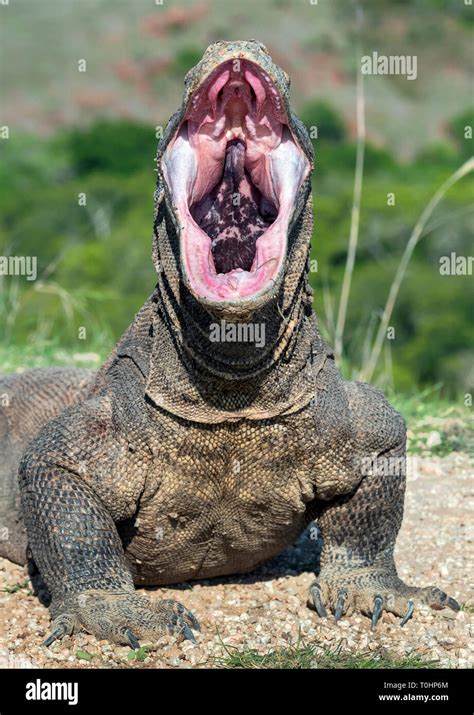 The open mouth of the Komodo dragon. Close up portrait, front view