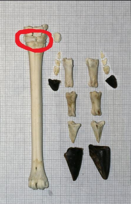 Upper Tibia Deer Bone Medieval Fur