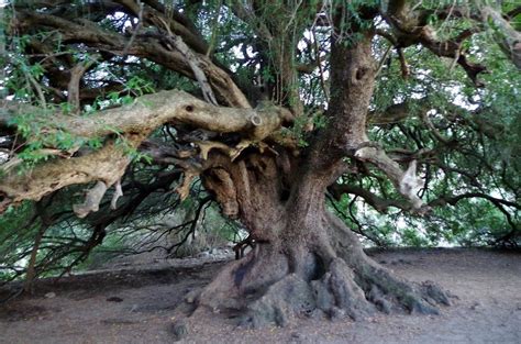 Olivastri Millenari Di Santo Baltolu Piantare Alberi Sardegna Natura