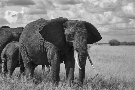 Elephant Baby Amboseli - Big Five Safari -Baby African bush elephant ...