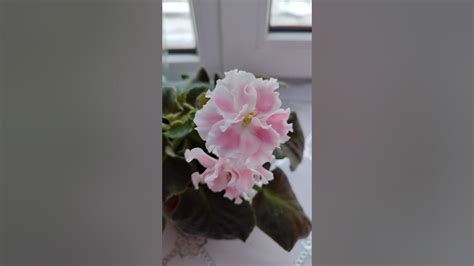 Фиалка сорт "Розовая акварель " - YouTube