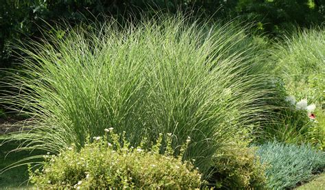 Miscanthus sinensis 'Morning Light' Miskant 'Morning Light' | Trawy ...
