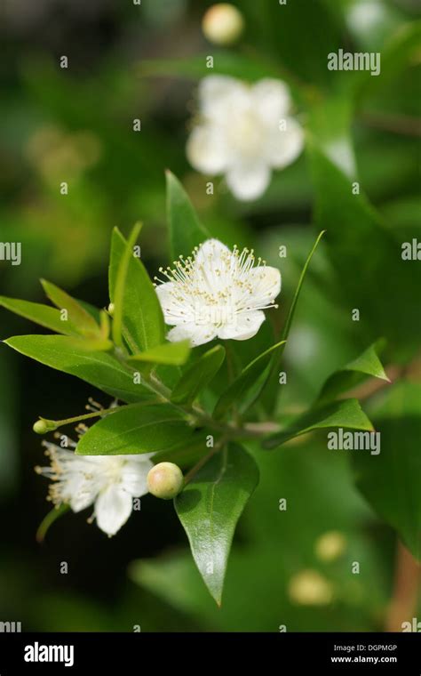 Myrtles myrtus communis hi-res stock photography and images - Alamy