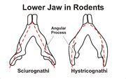 Category:Rodentia anatomy - Wikimedia Commons