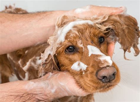 diy dog wash dogizone