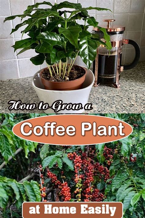 How To Grow A Coffee Plant At Home