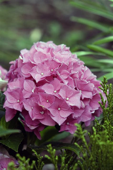 hydrangeas flower hydrangea  photo  pixabay