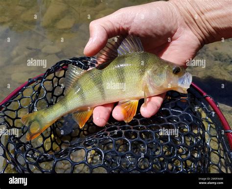 Common Perch Redfin Perch Big Scaled Redfin English Perch Euro