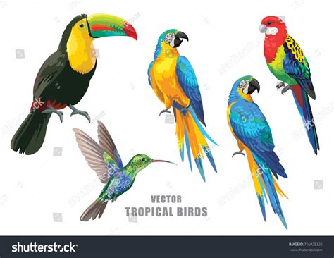 Tropical Birds Collection Parrots Humming-bird Toucan Stock Vector ...