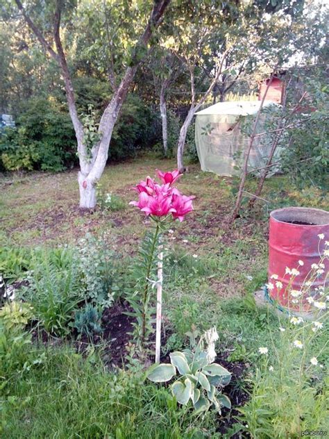 Лилия | Пикабу