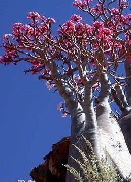 Adenium Black Somalense Var Somalense Desert Rose Somalense Seeds