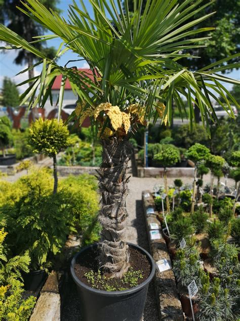 Flora Centrum Ogrodnicze Kraków